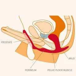 Fun Factory Plug Prostatique Avec Cockring - Bootie Ring -Lingerie Soldes Boutique en 1000x1000 malebootiering 1800x1800