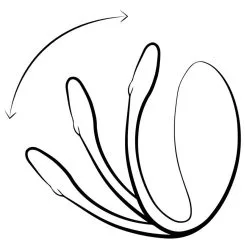 We-Vibe Oeuf Vibrant Télécommandé Jive - Rose -Lingerie Soldes Boutique wvi jive illustration black rgb 01